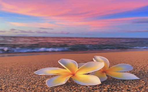 plumeria flower on the beach wallpaper from Chrome web store to be run with OffiDocs Chromium online plumeria flower on the beach wallpaper from Chrome web store to be run with OffiDocs Chromium online