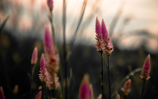 Plumes Rise, Magenta Dreams Unfold from Chrome web store to be run with OffiDocs Chromium online Plumes Rise, Magenta Dreams Unfold from Chrome web store to be run with OffiDocs Chromium online