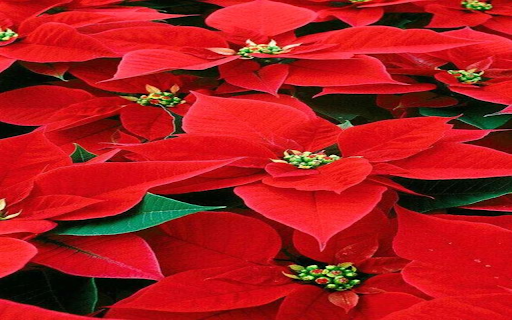Poinsettia wallpaper from Chrome web store to be run with OffiDocs Chromium online Poinsettia wallpaper from Chrome web store to be run with OffiDocs Chromium online