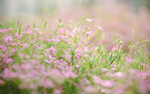Portulaca grandiflora from Chrome web store to be run with OffiDocs Chromium online Portulaca grandiflora from Chrome web store to be run with OffiDocs Chromium online