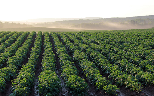 Potato fields from Chrome web store to be run with OffiDocs Chromium online Potato fields from Chrome web store to be run with OffiDocs Chromium online