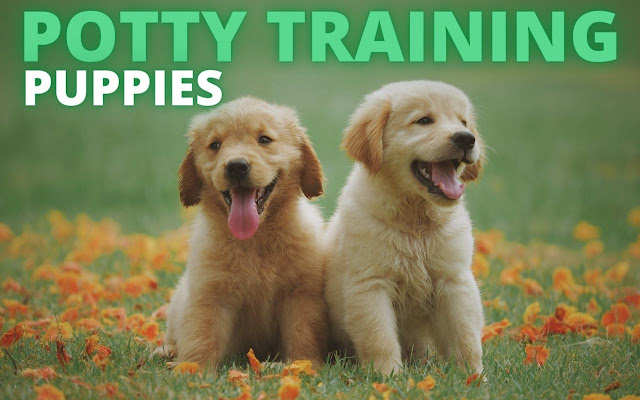 Potty Training Puppy from Chrome web store to be run with OffiDocs Chromium online Potty Training Puppy from Chrome web store to be run with OffiDocs Chromium online