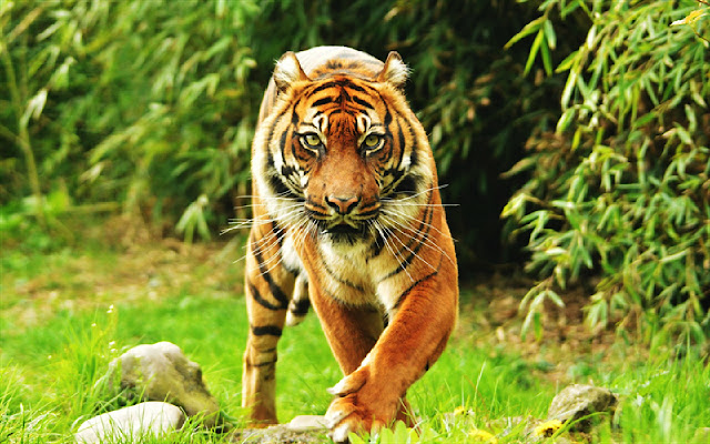 Powerful Tiger Theme from Chrome web store to be run with OffiDocs Chromium online Powerful Tiger Theme from Chrome web store to be run with OffiDocs Chromium online