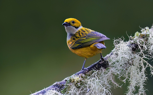 Precious bird from Chrome web store to be run with OffiDocs Chromium online Precious bird from Chrome web store to be run with OffiDocs Chromium online