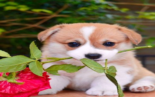 Puppy holding a rose wallpaper from Chrome web store to be run with OffiDocs Chromium online Puppy holding a rose wallpaper from Chrome web store to be run with OffiDocs Chromium online