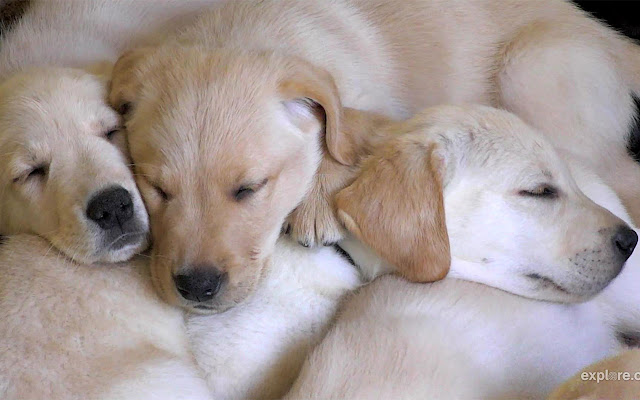 Puppy Tab from Chrome web store to be run with OffiDocs Chromium online Puppy Tab from Chrome web store to be run with OffiDocs Chromium online