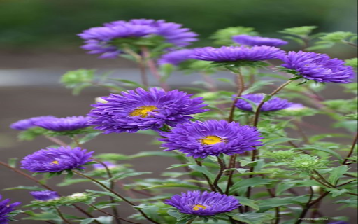 Purple daisy wallpaper from Chrome web store to be run with OffiDocs Chromium online Purple daisy wallpaper from Chrome web store to be run with OffiDocs Chromium online