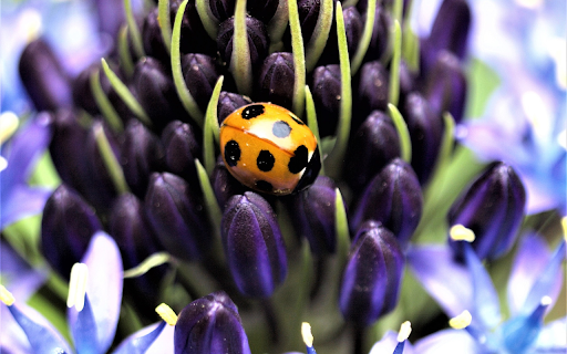 Purple flowers and orange beetles from Chrome web store to be run with OffiDocs Chromium online Purple flowers and orange beetles from Chrome web store to be run with OffiDocs Chromium online