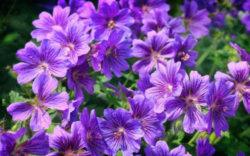 Purple Geranium Wallpaper from Chrome web store to be run with OffiDocs Chromium online Purple Geranium Wallpaper from Chrome web store to be run with OffiDocs Chromium online
