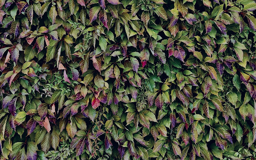 Purple green leaves from Chrome web store to be run with OffiDocs Chromium online Purple green leaves from Chrome web store to be run with OffiDocs Chromium online