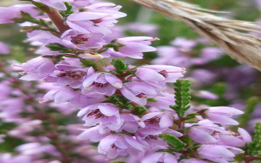 Purple heather wallpaper from Chrome web store to be run with OffiDocs Chromium online Purple heather wallpaper from Chrome web store to be run with OffiDocs Chromium online