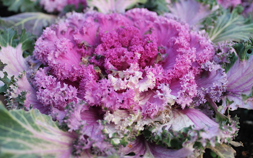 Purple kale flowers from Chrome web store to be run with OffiDocs Chromium online Purple kale flowers from Chrome web store to be run with OffiDocs Chromium online