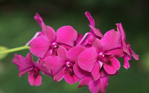 Purple orchid branches from Chrome web store to be run with OffiDocs Chromium online Purple orchid branches from Chrome web store to be run with OffiDocs Chromium online