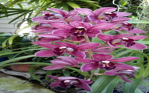 purple orchid wallpaper from Chrome web store to be run with OffiDocs Chromium online purple orchid wallpaper from Chrome web store to be run with OffiDocs Chromium online