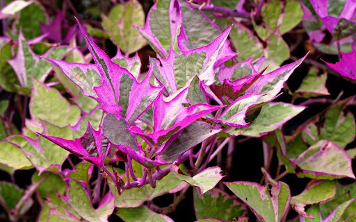 Purple potato vegetables from Chrome web store to be run with OffiDocs Chromium online Purple potato vegetables from Chrome web store to be run with OffiDocs Chromium online