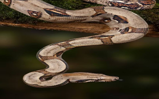 python wallpaper from Chrome web store to be run with OffiDocs Chromium online python wallpaper from Chrome web store to be run with OffiDocs Chromium online