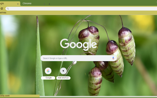Quaking Grass from Chrome web store to be run with OffiDocs Chromium online Quaking Grass from Chrome web store to be run with OffiDocs Chromium online