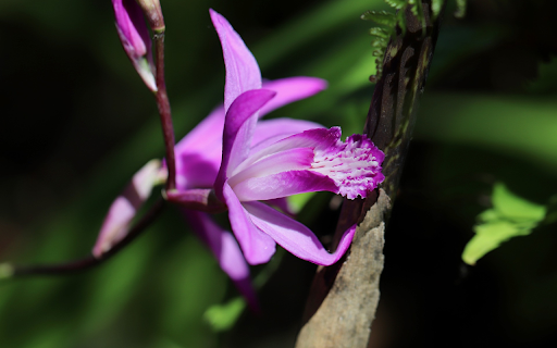 Queen purple orchid from Chrome web store to be run with OffiDocs Chromium online Queen purple orchid from Chrome web store to be run with OffiDocs Chromium online
