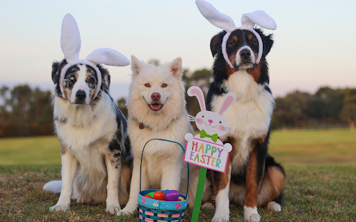 Rabbit eared dogs from Chrome web store to be run with OffiDocs Chromium online Rabbit eared dogs from Chrome web store to be run with OffiDocs Chromium online