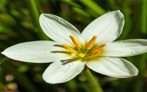 Rain lily wallpaper from Chrome web store to be run with OffiDocs Chromium online Rain lily wallpaper from Chrome web store to be run with OffiDocs Chromium online