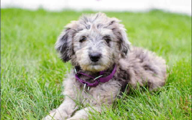 random dog from Chrome web store to be run with OffiDocs Chromium online random dog from Chrome web store to be run with OffiDocs Chromium online