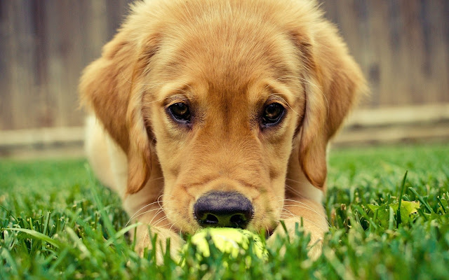 Random Fun Dog Pictures! from Chrome web store to be run with OffiDocs Chromium online Random Fun Dog Pictures! from Chrome web store to be run with OffiDocs Chromium online
