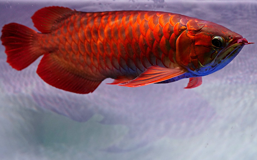 red arowana fish scales from Chrome web store to be run with OffiDocs Chromium online red arowana fish scales from Chrome web store to be run with OffiDocs Chromium online