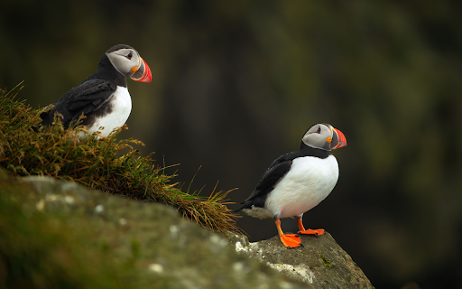 Red beaked bird from Chrome web store to be run with OffiDocs Chromium online Red beaked bird from Chrome web store to be run with OffiDocs Chromium online