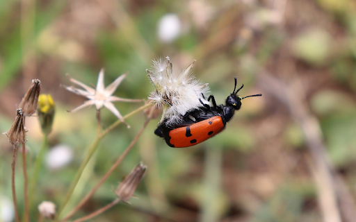 Red Beetle from Chrome web store to be run with OffiDocs Chromium online Red Beetle from Chrome web store to be run with OffiDocs Chromium online