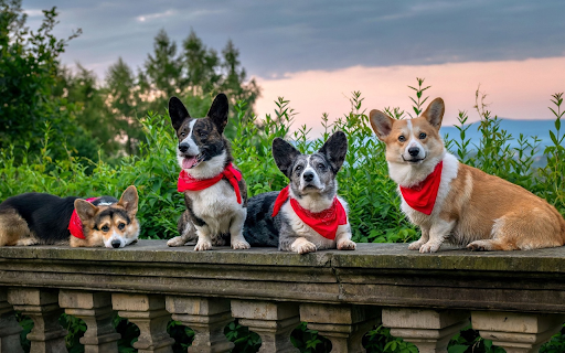 Red bib dogs from Chrome web store to be run with OffiDocs Chromium online Red bib dogs from Chrome web store to be run with OffiDocs Chromium online