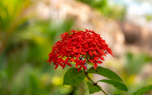 Red cluster peonies from Chrome web store to be run with OffiDocs Chromium online Red cluster peonies from Chrome web store to be run with OffiDocs Chromium online