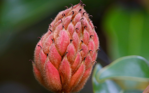 Red flower from Chrome web store to be run with OffiDocs Chromium online Red flower from Chrome web store to be run with OffiDocs Chromium online