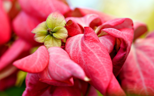 Red flowers and leaves from Chrome web store to be run with OffiDocs Chromium online Red flowers and leaves from Chrome web store to be run with OffiDocs Chromium online
