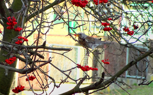 Red fruit tree and bird from Chrome web store to be run with OffiDocs Chromium online Red fruit tree and bird from Chrome web store to be run with OffiDocs Chromium online
