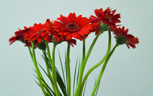 Red gerbera flowers from Chrome web store to be run with OffiDocs Chromium online Red gerbera flowers from Chrome web store to be run with OffiDocs Chromium online