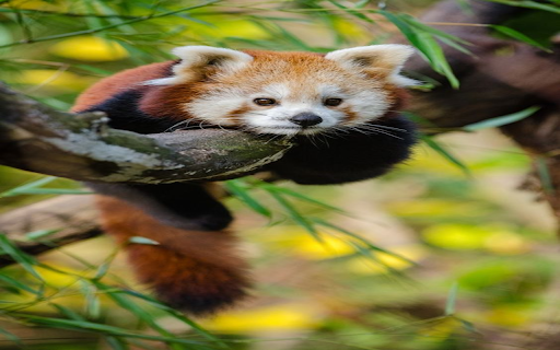 Red panda wallpaper from Chrome web store to be run with OffiDocs Chromium online Red panda wallpaper from Chrome web store to be run with OffiDocs Chromium online