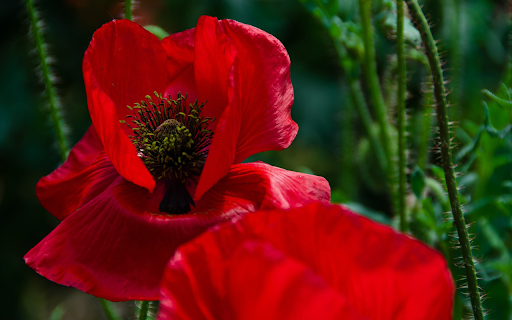 Red petal flower from Chrome web store to be run with OffiDocs Chromium online Red petal flower from Chrome web store to be run with OffiDocs Chromium online
