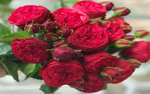 red rose bouquet wallpaper from Chrome web store to be run with OffiDocs Chromium online red rose bouquet wallpaper from Chrome web store to be run with OffiDocs Chromium online