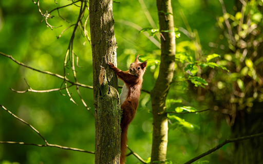 Red Squirrel Climbing Tree from Chrome web store to be run with OffiDocs Chromium online Red Squirrel Climbing Tree from Chrome web store to be run with OffiDocs Chromium online