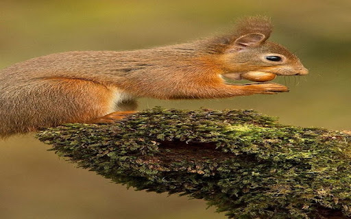 red squirrel wallpaper from Chrome web store to be run with OffiDocs Chromium online red squirrel wallpaper from Chrome web store to be run with OffiDocs Chromium online
