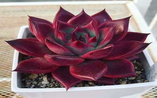 red succulent wallpaper from Chrome web store to be run with OffiDocs Chromium online red succulent wallpaper from Chrome web store to be run with OffiDocs Chromium online