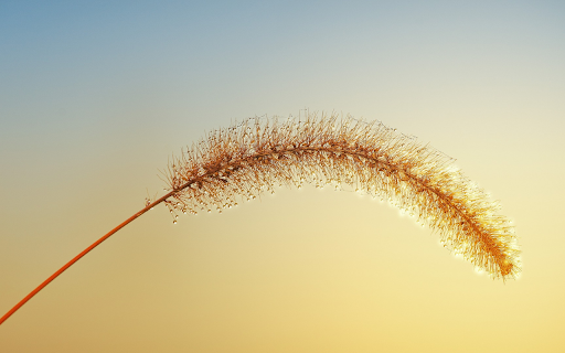 Reed flower from Chrome web store to be run with OffiDocs Chromium online Reed flower from Chrome web store to be run with OffiDocs Chromium online