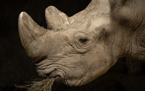 rhino horn from Chrome web store to be run with OffiDocs Chromium online rhino horn from Chrome web store to be run with OffiDocs Chromium online