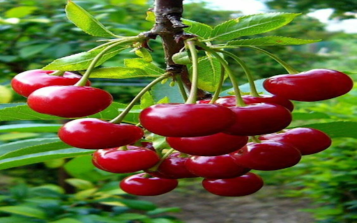 Ripe cherry bunch wallpaper from Chrome web store to be run with OffiDocs Chromium online Ripe cherry bunch wallpaper from Chrome web store to be run with OffiDocs Chromium online