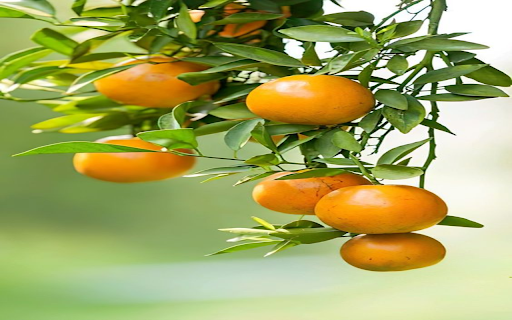 Ripe kumquat wallpape from Chrome web store to be run with OffiDocs Chromium online Ripe kumquat wallpape from Chrome web store to be run with OffiDocs Chromium online