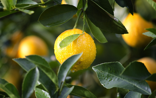 Ripe yellow oranges from Chrome web store to be run with OffiDocs Chromium online Ripe yellow oranges from Chrome web store to be run with OffiDocs Chromium online