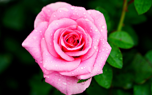 Roses and raindrops from Chrome web store to be run with OffiDocs Chromium online Roses and raindrops from Chrome web store to be run with OffiDocs Chromium online