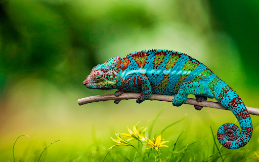 Round tailed chameleon from Chrome web store to be run with OffiDocs Chromium online Round tailed chameleon from Chrome web store to be run with OffiDocs Chromium online