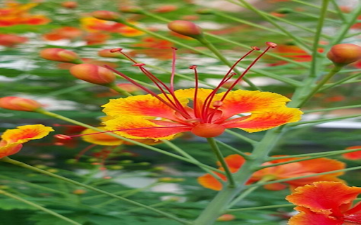 Royal poinciana wallpaper from Chrome web store to be run with OffiDocs Chromium online Royal poinciana wallpaper from Chrome web store to be run with OffiDocs Chromium online