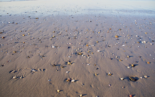 Sand beach and seashells from Chrome web store to be run with OffiDocs Chromium online Sand beach and seashells from Chrome web store to be run with OffiDocs Chromium online